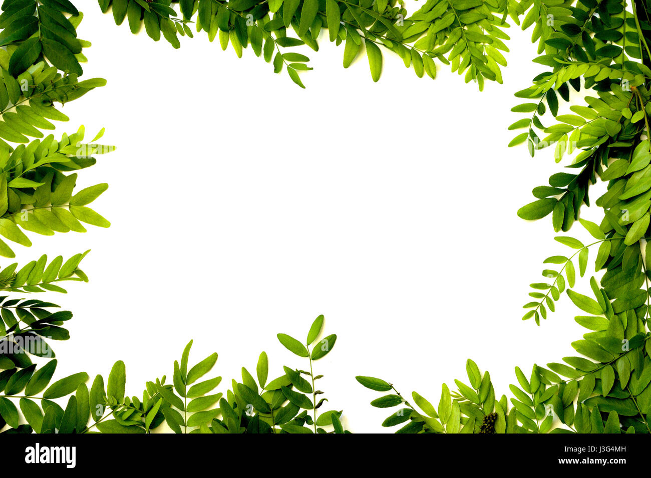 Grüne Blätter Rahmen isoliert auf weißem Hintergrund - Draufsicht Stockfoto