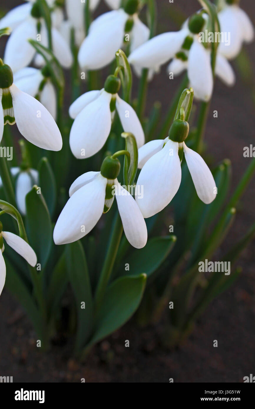 Schönen Frühling Blumen Schneeglöckchen, Galanthus nivalis Stockfoto