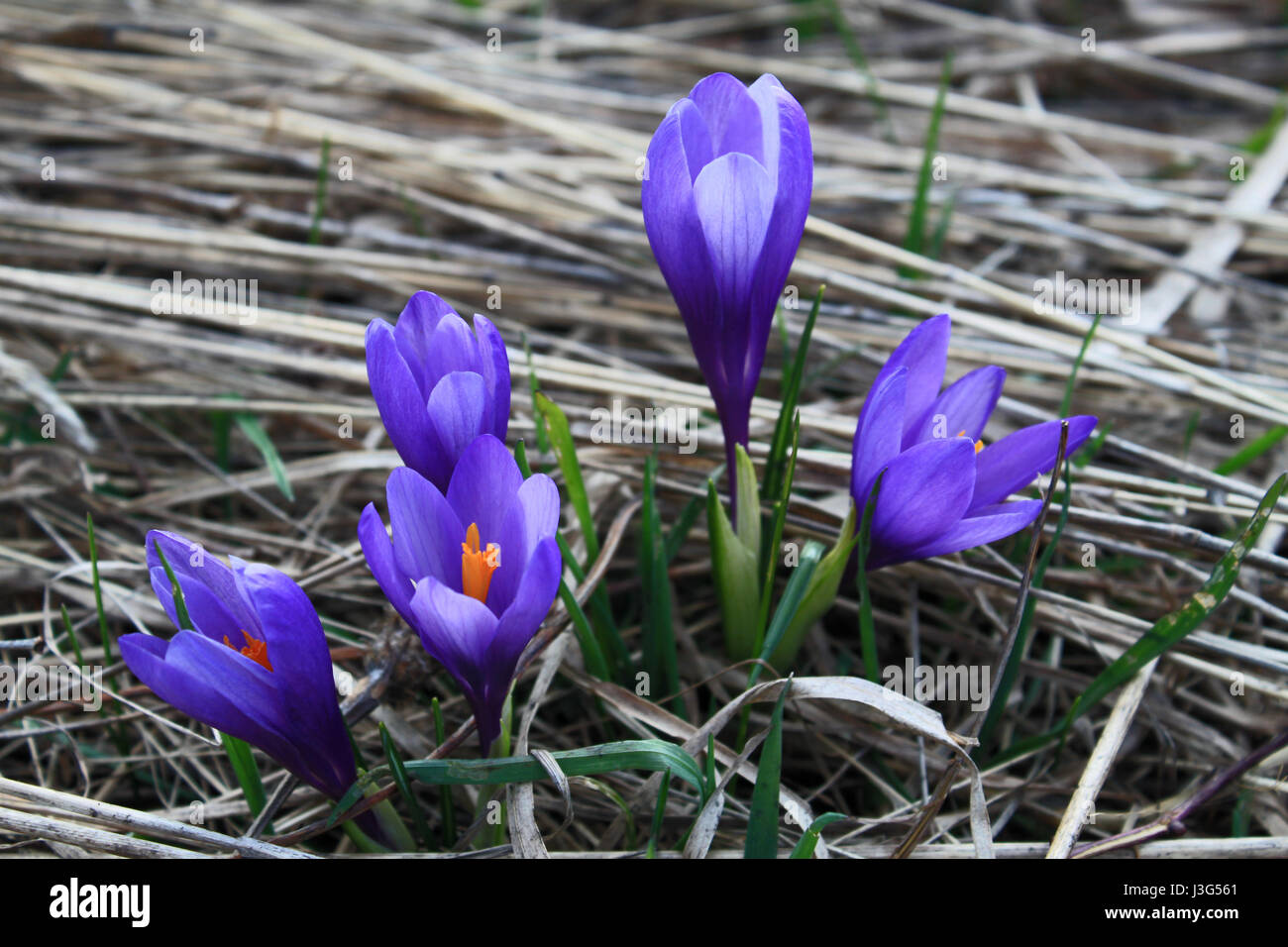 Wiese mit blühenden Krokusse im Frühling in den Bergen Stockfoto