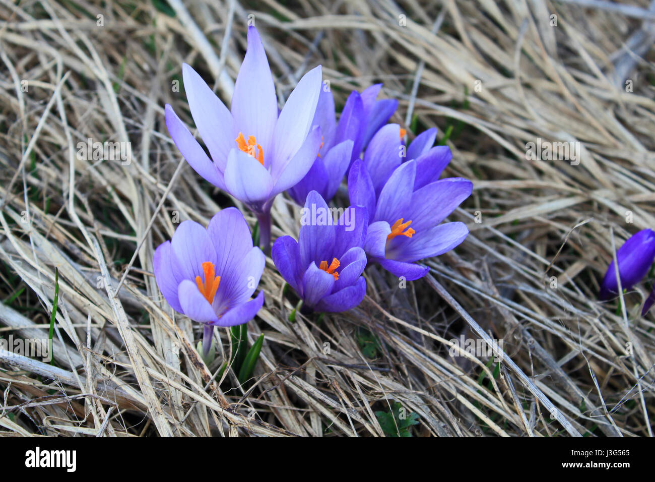 Wiese mit blühenden Krokusse im Frühling in den Bergen Stockfoto