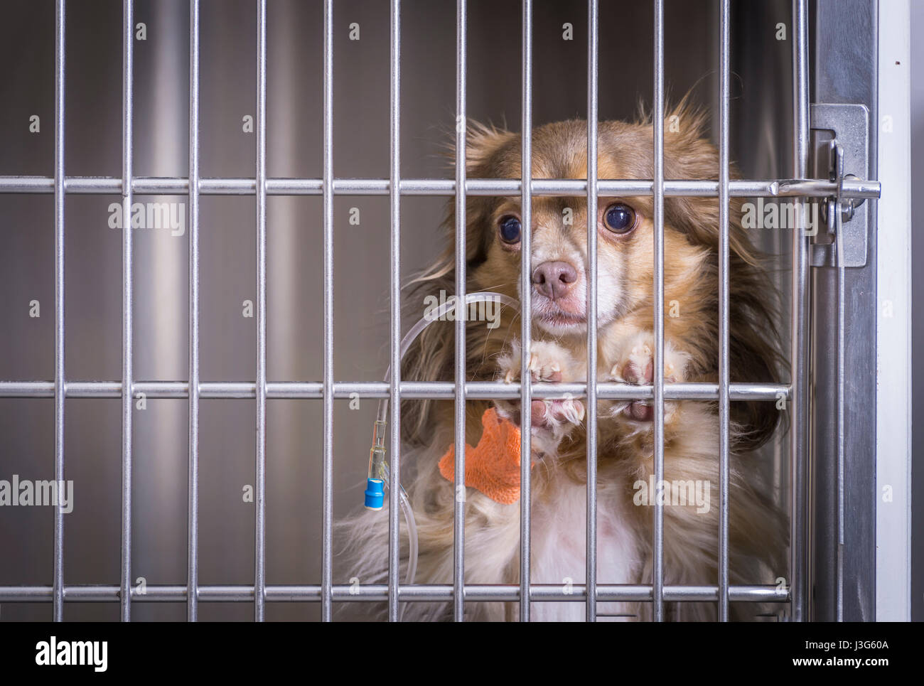 Hund In der Tierklinik mit IV Stockfoto
