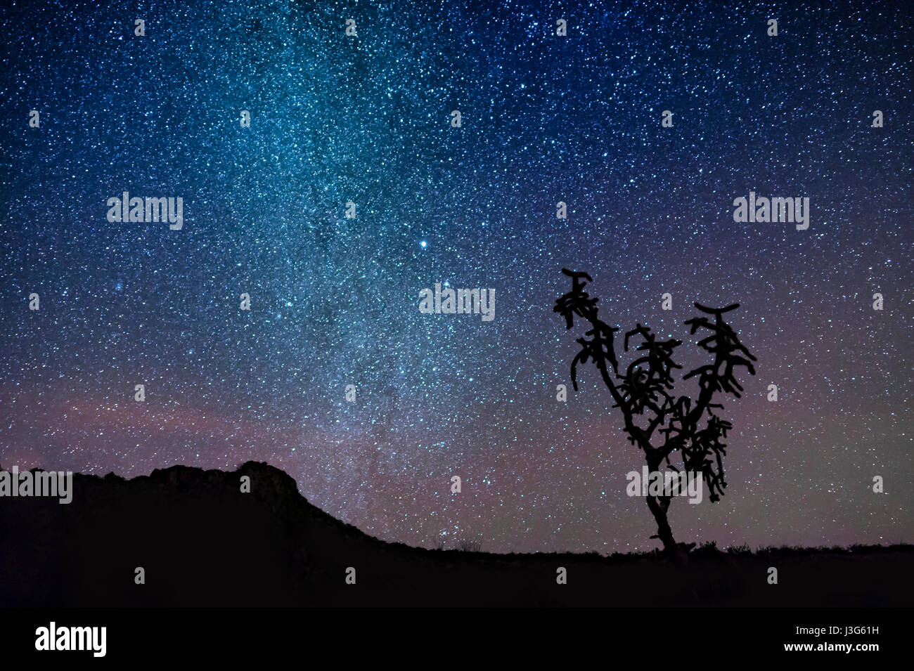 Wüste Himmel mit Sternen & Silhouette des Kaktus Stockfoto