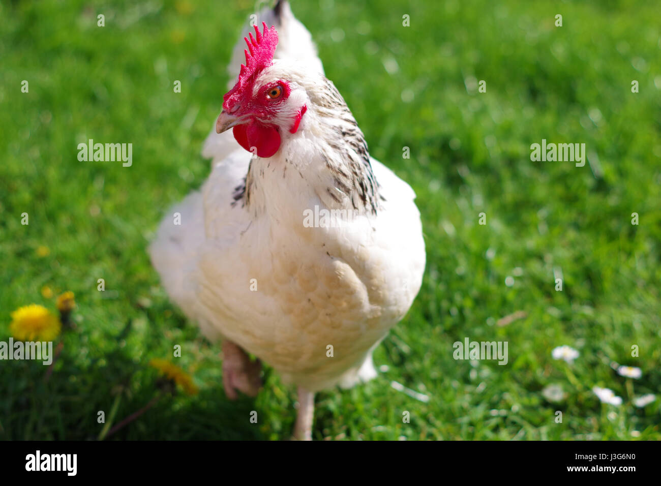 Eine leichte Sussex Henne in einem Feld an einem sonnigen Tag. Stockfoto