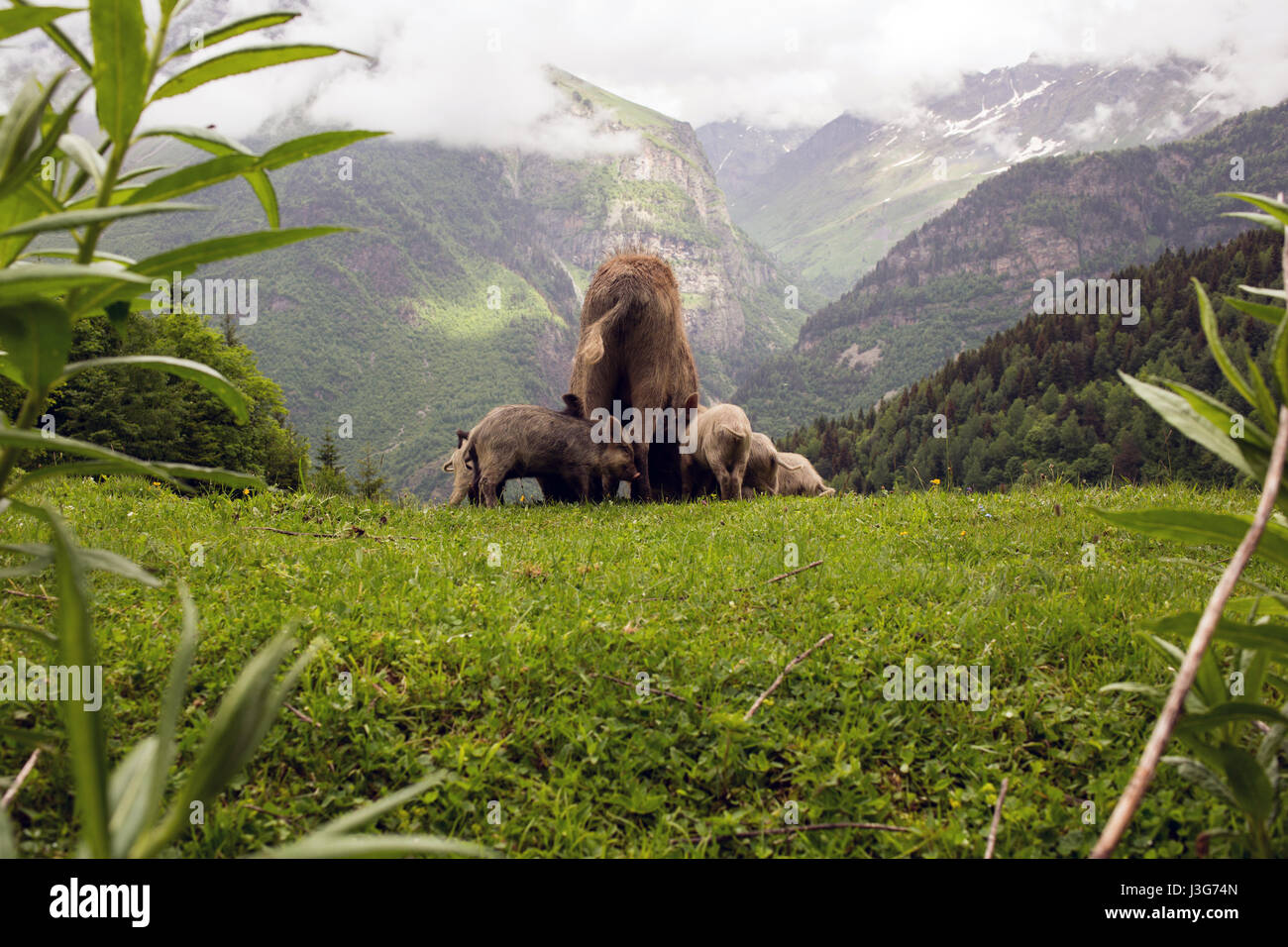 Wildschweine im Kaukasus Georgiens Swanetien Stockfoto