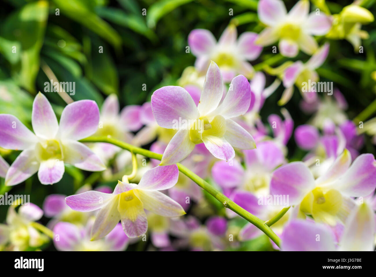hellen Frische lila-weißen Orchideen hautnah aus Singapur Botanischer Garten Stockfoto