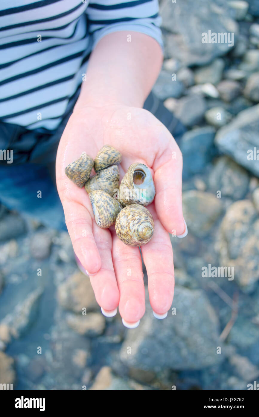 Verschiedene kleine Muschel in der Hand der Frau. Sonniger Tag am Mittelmeer Stockfoto