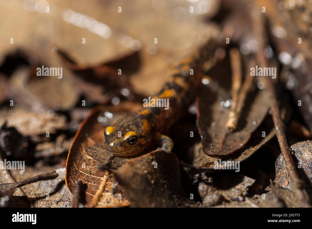 Makro-Porträt von einem Metamorph Feuersalamander Stockfoto