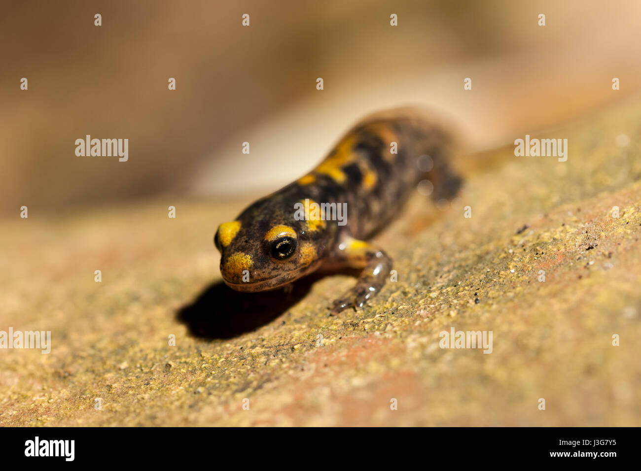 Makro-Porträt von einem Metamorph Feuersalamander Stockfoto