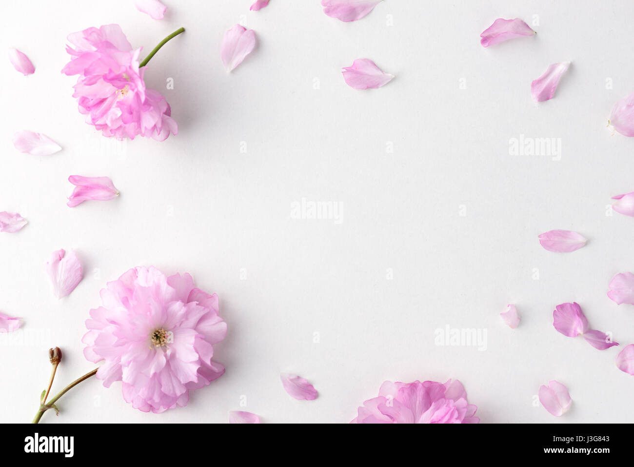 Sakura Blumen und Blütenblätter auf weißen Tisch. Flache Laien Stil. Einsetzbar wie der Hintergrund Stockfoto