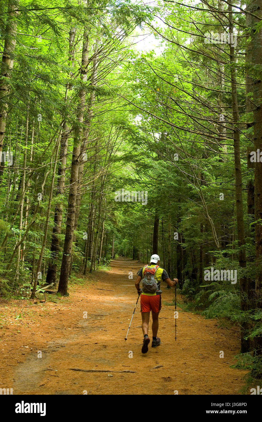 Die Wanderwege des Lincoln Woods - White Mountains National Forest, New Hampshire, USA Stockfoto