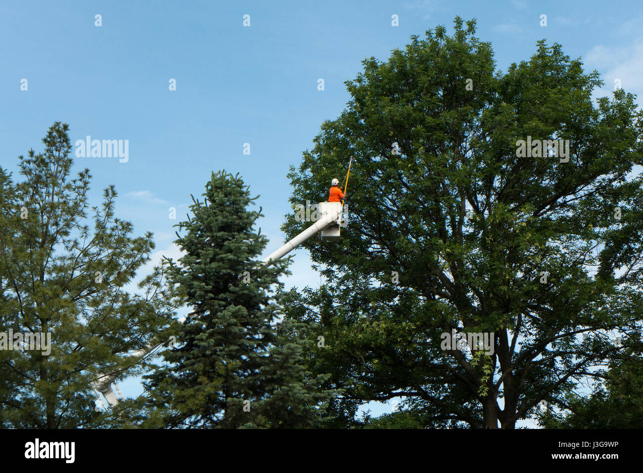 Baumpfleger bei der Arbeit. Stockfoto