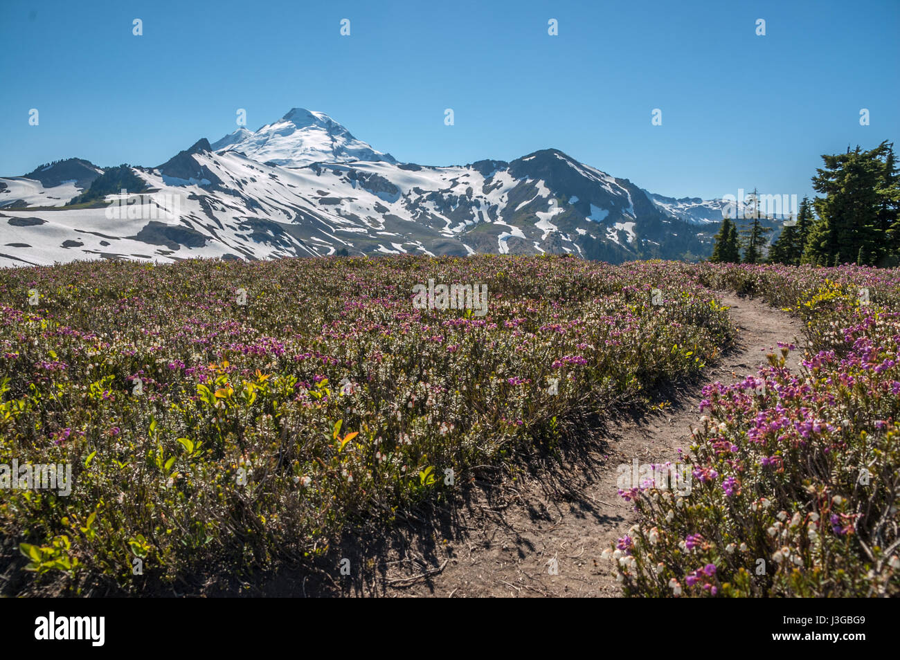 Wilden Alpenblumen säumen eine Spur in Richtung Mount Baker, WA in der Nähe der Kreuzung der Ptarmigan Ridge und Kette Seen Trails im Bereich Heather Wiesen. Stockfoto