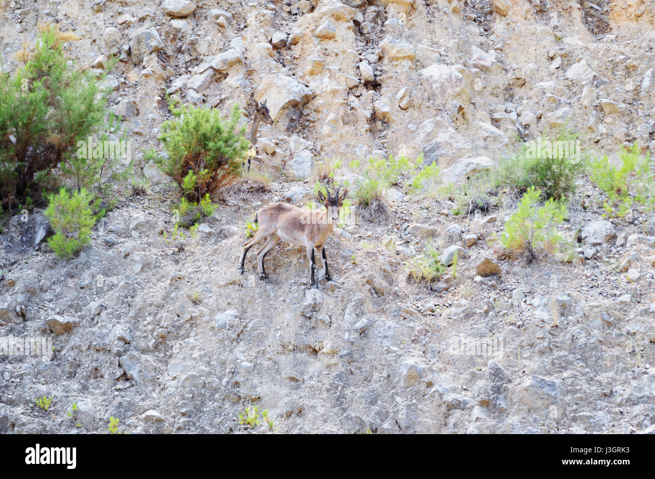 Capra Pyrenaica. Spanischer Steinbock. Vordergrund der Ziege in einem Berg in der Nähe von Montanejos, Provinz Castellón (Land in Valencia - Spanien). Korn hinzugefügt. Stockfoto