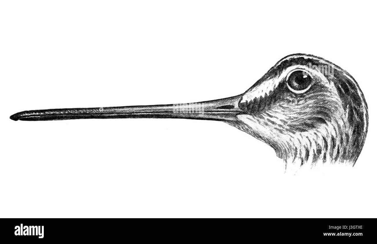 Ein detailliertes Bild des Kopfes von Gallinago gallinago, allgemein bekannt als die gemeinsame Schere. Diese Vogelart kommt in Feuchtgebieten vor und ist bekannt für ihr langes Schwalbengefieder und ihr getarntes Gefieder. Stockfoto