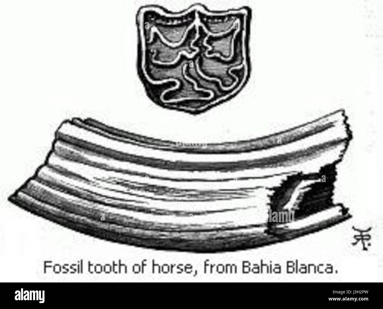 Der fossile Zahn eines Pferdes aus Bahia Blanca, der von Charles Darwin untersucht wurde, liefert wichtige Einblicke in die Evolution von Pferden. Darwins Arbeiten über Fossilien bildeten die Grundlage der modernen Evolutionstheorie. Stockfoto
