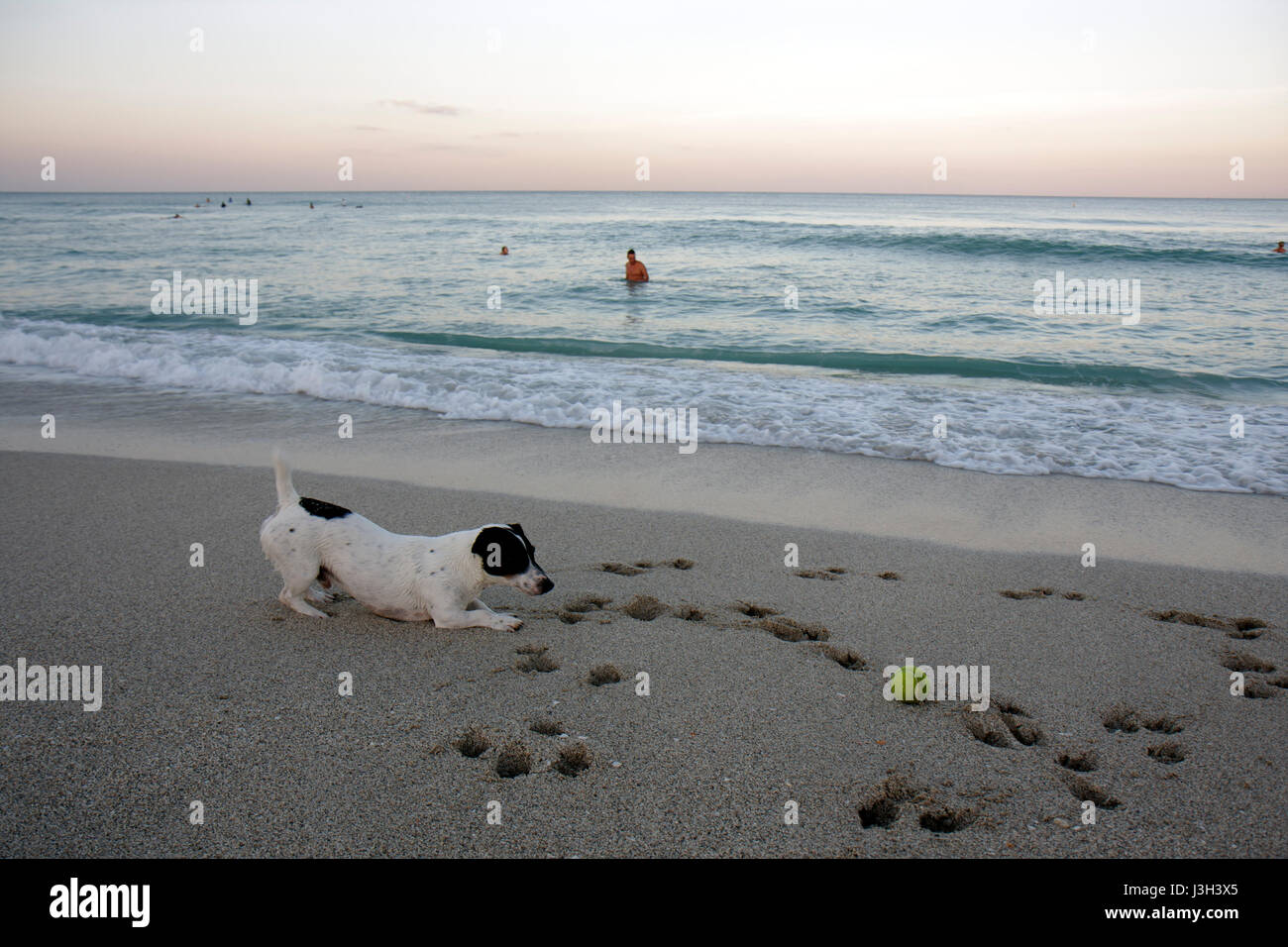 Miami Beach, Florida, Atlantik, Wasser, Ufer, öffentlicher Strand, Sand, Ufer, Küste, Meer, Hund, Ball, Haustier, Spiel, Pfotendruck, Jack Russell Terrier, Surfen, FL080911025 Stockfoto