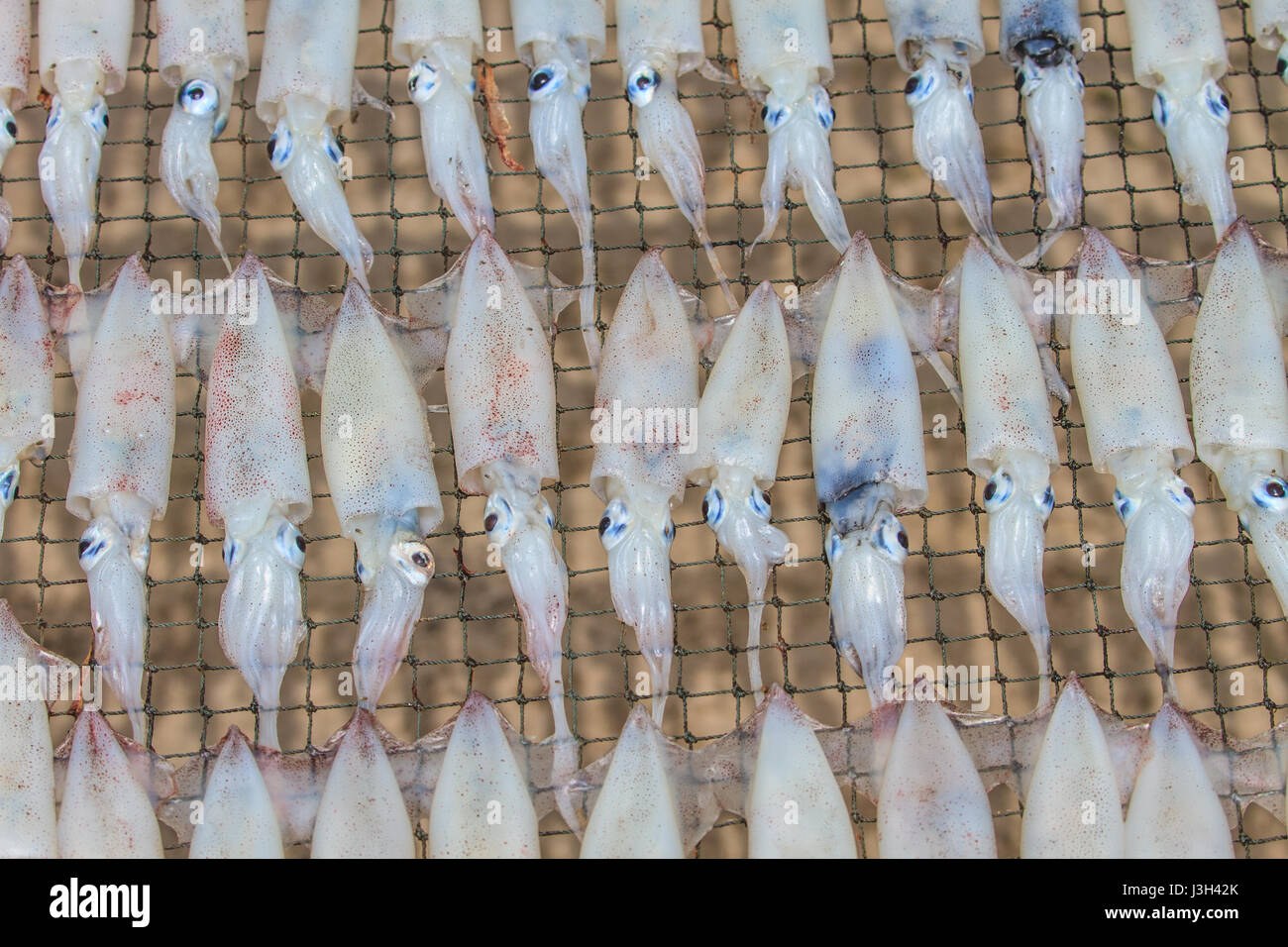 Nahaufnahme der trockenen Tintenfisch, Meeresfrüchte Tradition in Thailand Stockfoto