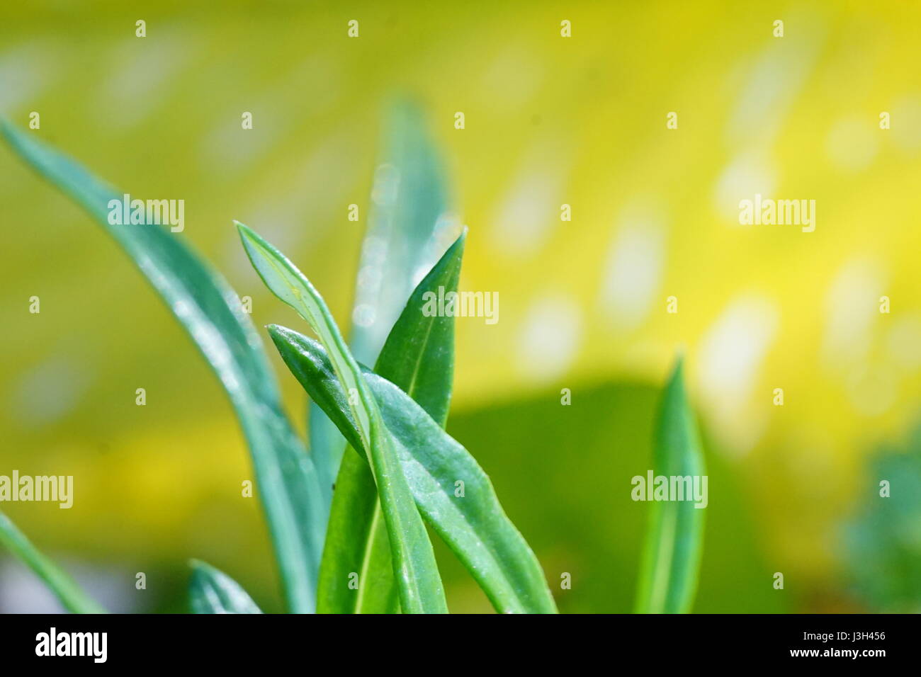 Lange grüne Blätter und verschwommenen Unschärfe gelb Hintergrund Stockfoto