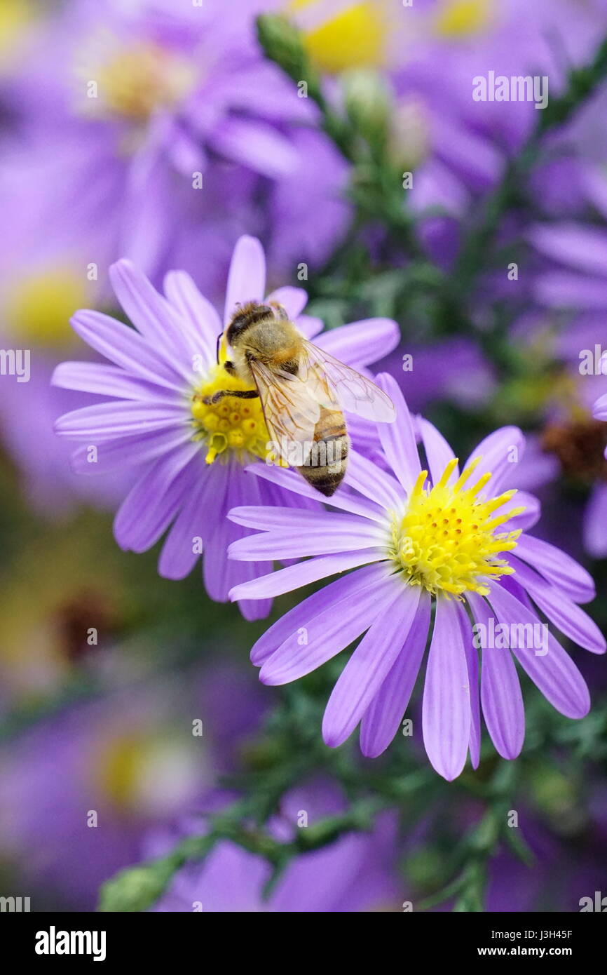 Bienen bestäuben Lavendel Farbe Thomson Aster (Aster Thomsonii) Stockfoto