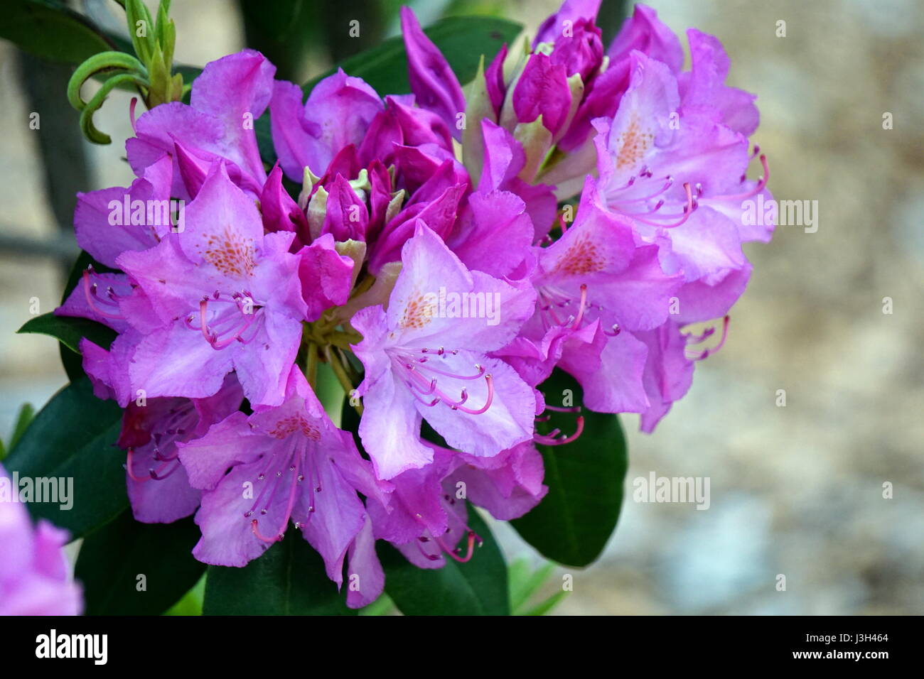 Blühende (Blüte) Lavendel Farbe Rhododendron Stockfoto