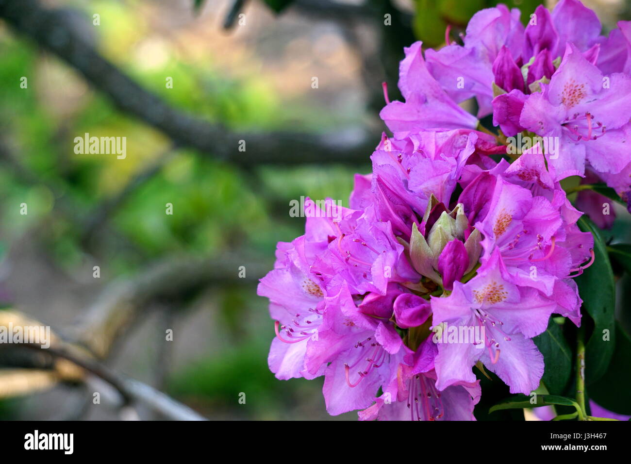 Blühende (Blüte) Lavendel Farbe Rhododendron Stockfoto