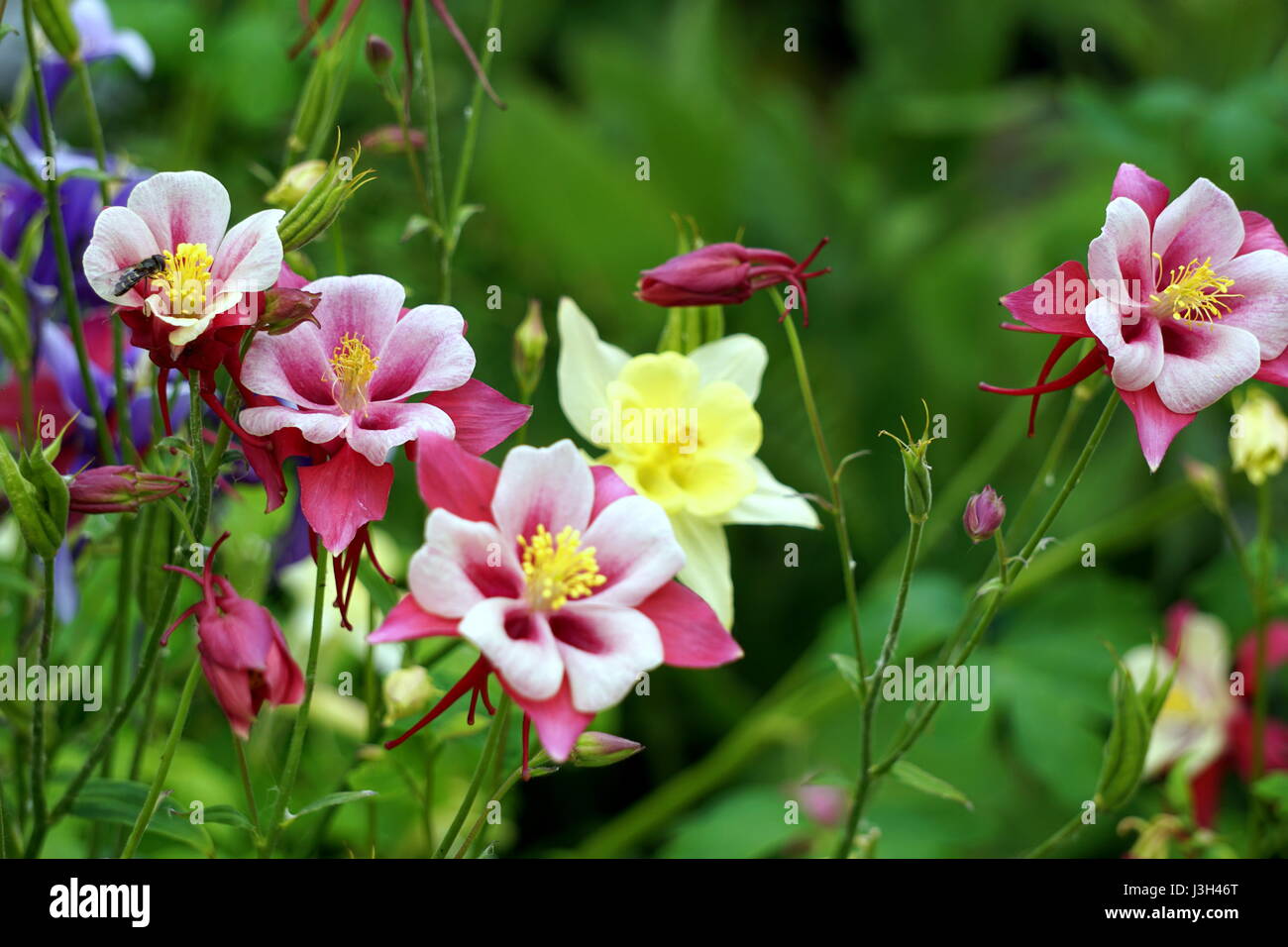 Rote und weiße Rocky Mountain Akelei (Aquilegia Saximontana) Stockfoto