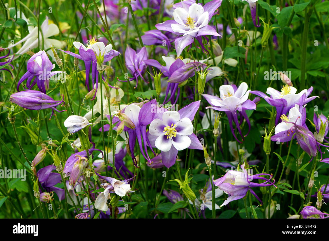 Lavendel und weiße Rocky Mountain Akelei (Aquilegia saximontana) Stockfoto