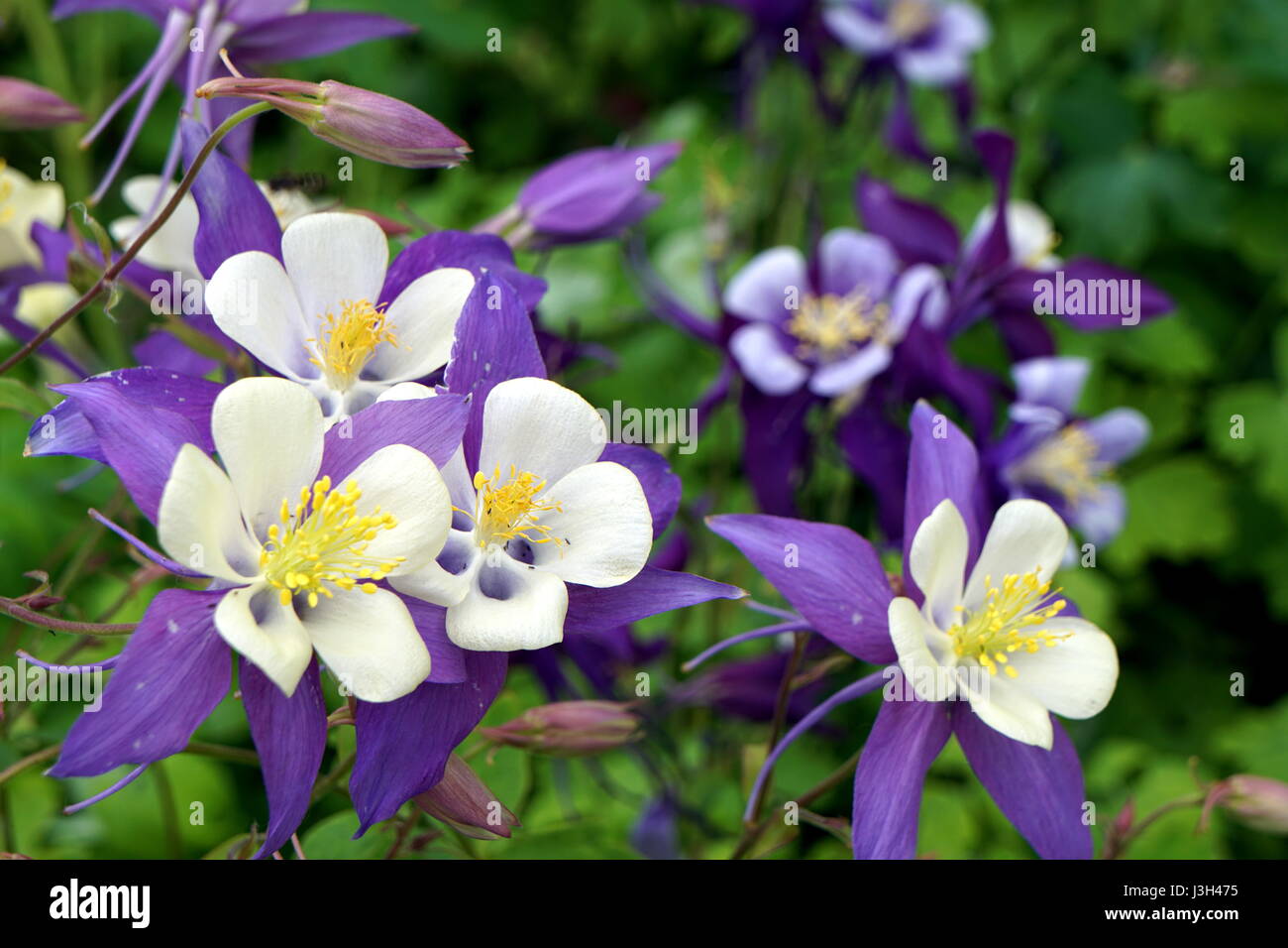 Lavendel und weiße Rocky Mountain Akelei (Aquilegia saximontana) Stockfoto