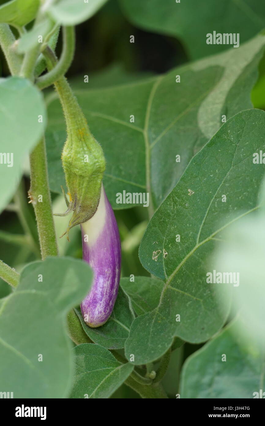 Anbau von Gemüse, chinesische/asiatische Auberginen (Solanum Melongena) Stockfoto