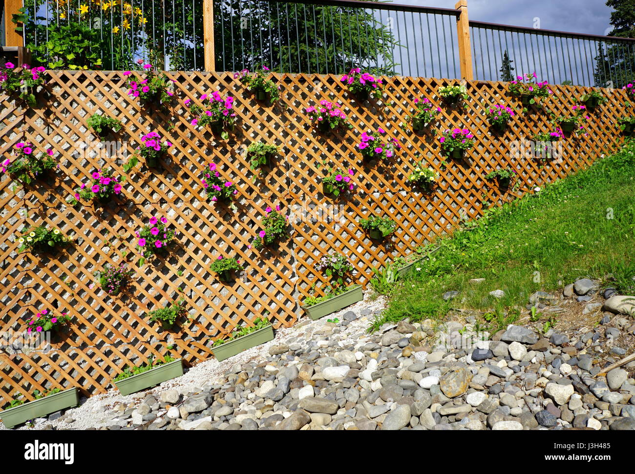 Petunien hängend auf einem hölzernen Gitter-panel Stockfoto