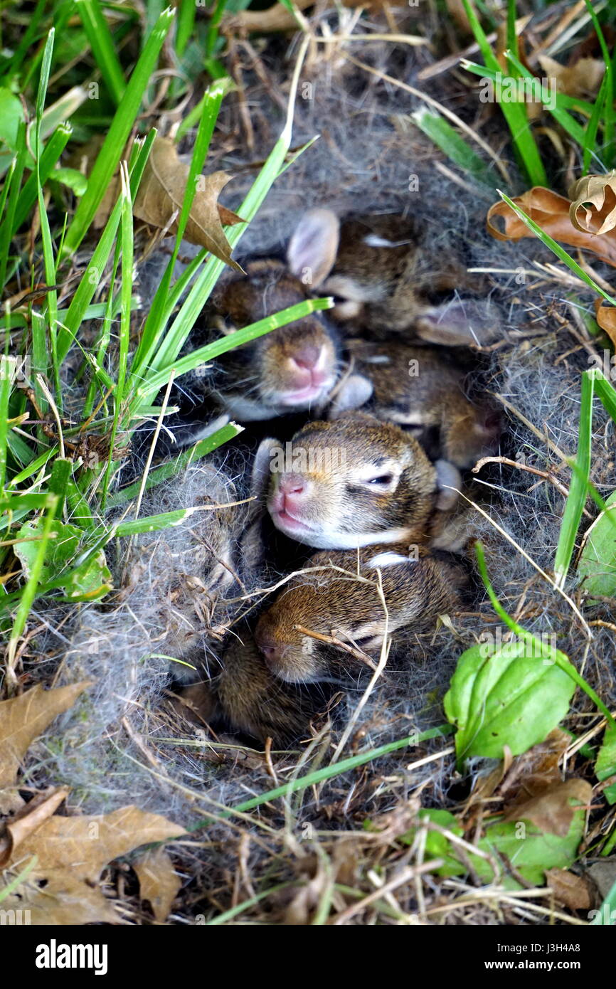 Entwicklungsstadien von Wildkaninchen, Baby Hasen in ein Kaninchenloch Stockfoto