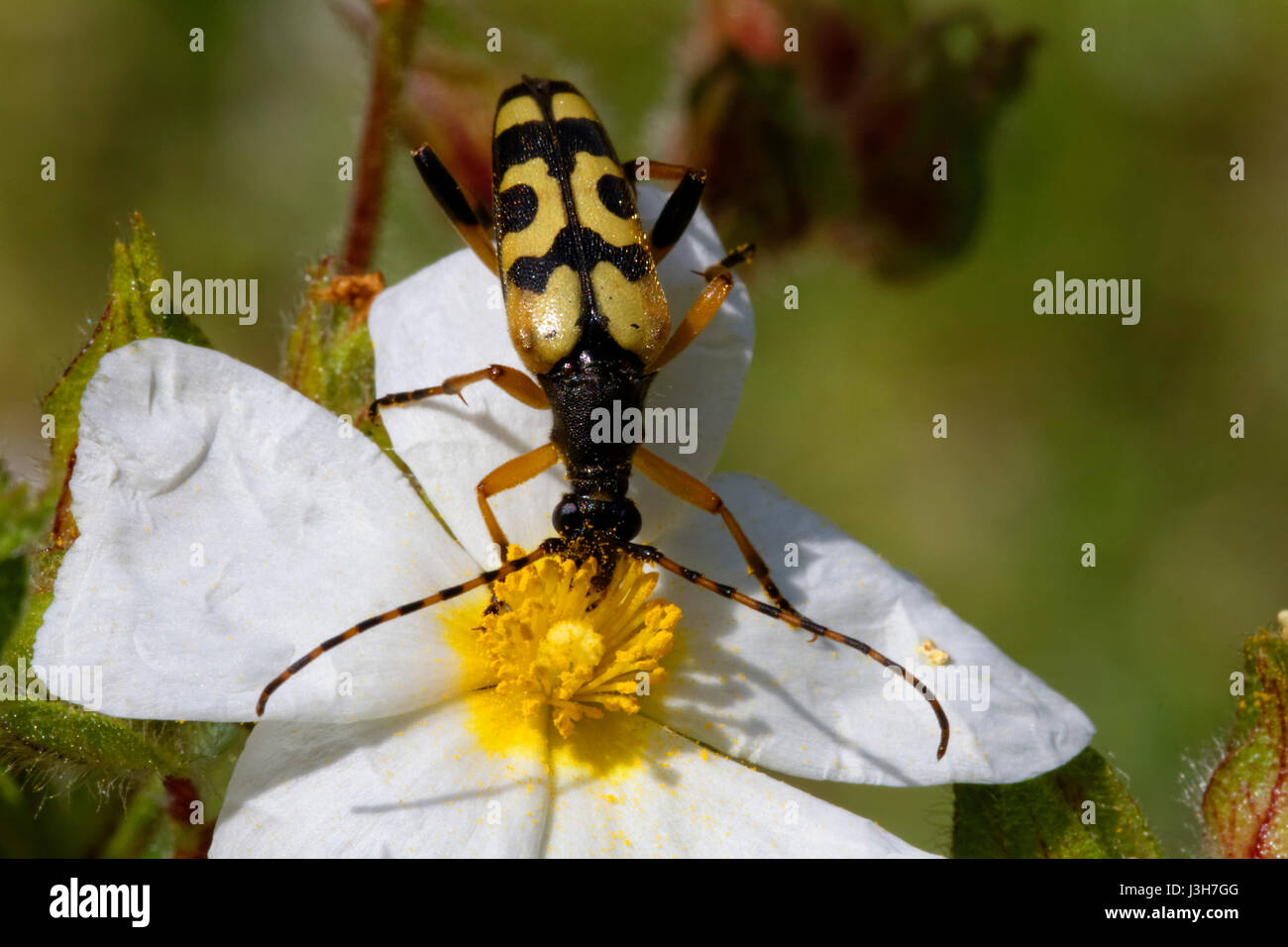 Longhorn beetle Fütterung auf einem Montpellier cistus von Nationalpark Brijuni Stockfoto