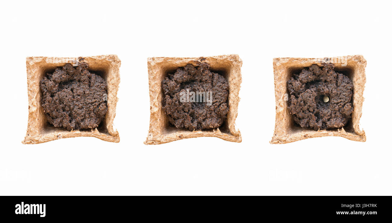 Torf-Topf mit Erde in drei Zuständen: leer, bereit für die Aussaat und mit gepflanzten Samen drin. Ansicht von oben. Isoliert auf weiss Stockfoto