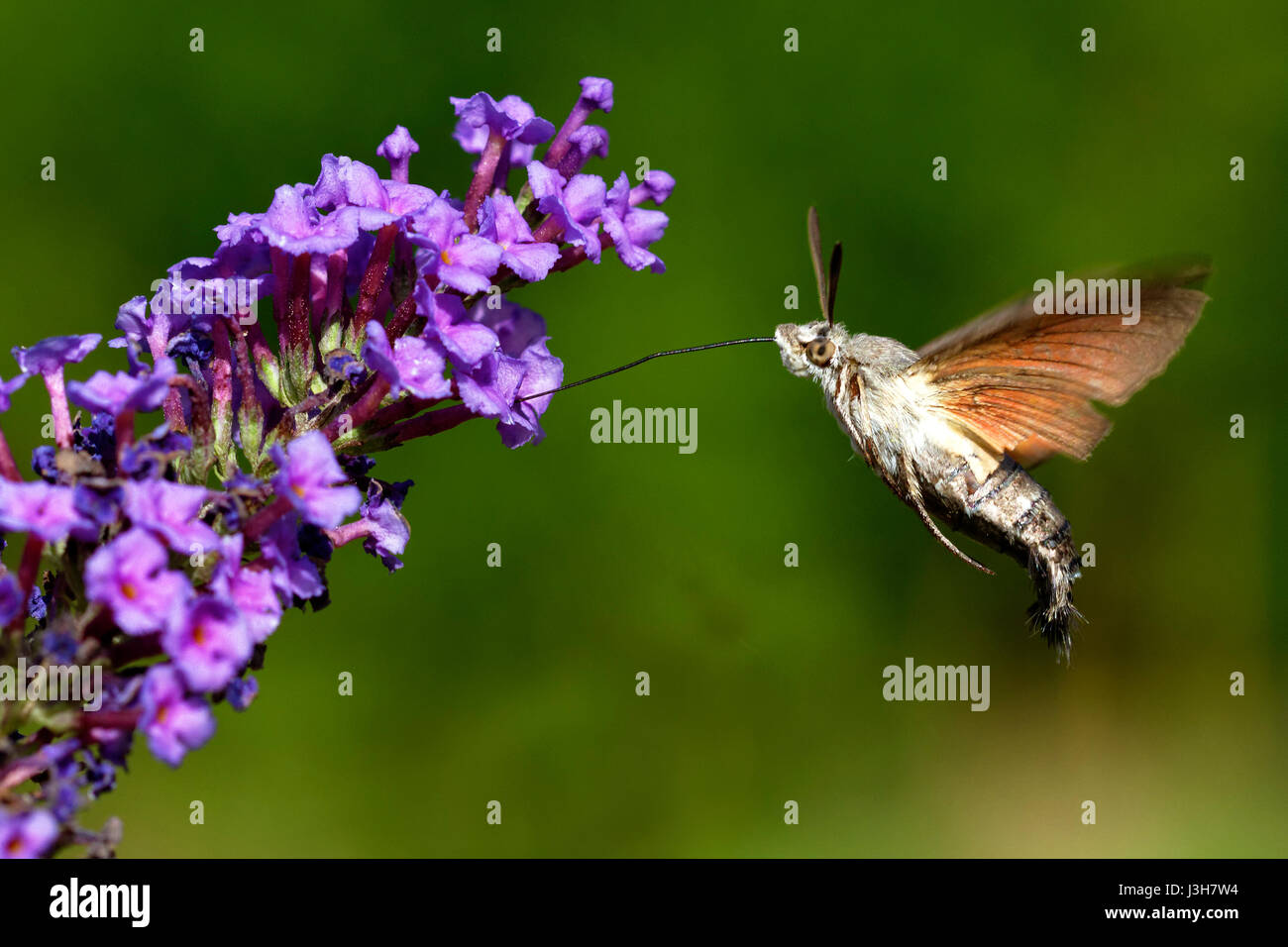 Der Kolibri-Falkenmotte schwebt über der Blume, Brijuni National Park Stockfoto