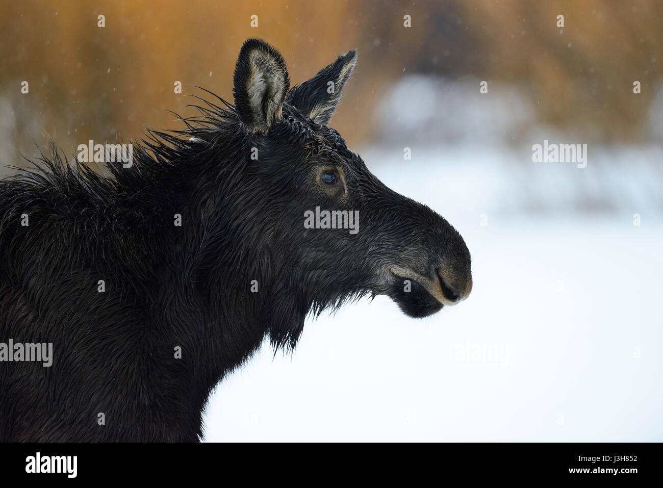 Elch / Elch (Alces Alces), Kopfschuss von einem jungen Kalb, Jugendkriminalität, Nahaufnahme an einem regnerischen Tag im Winter, Yellowstone Bereich Grand Teton NP, Wyoming, USA. Stockfoto