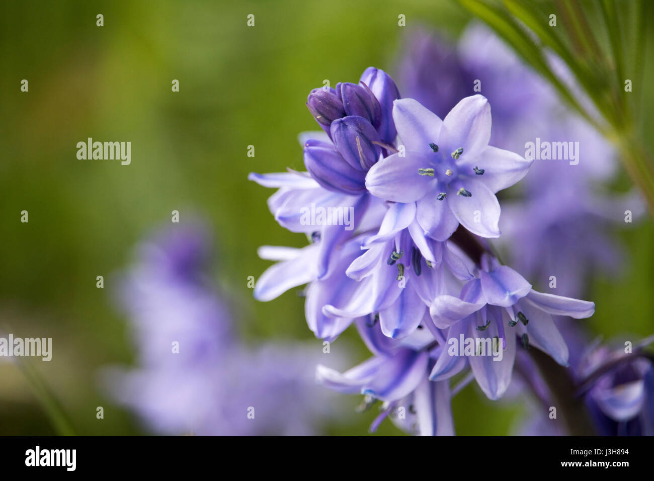 Close-up-Glockenblume Stockfoto