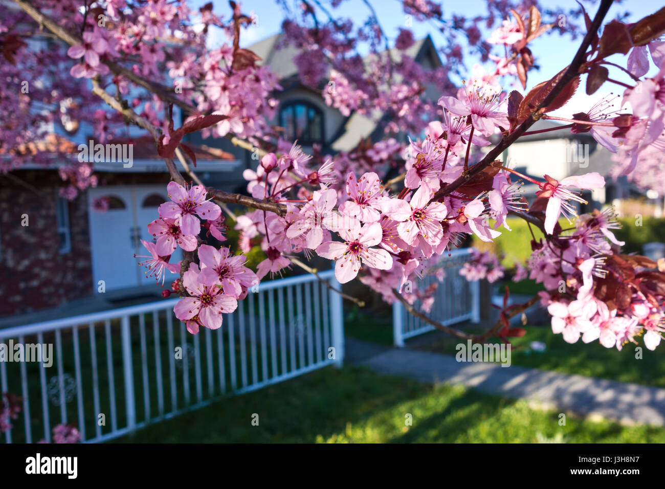 Nahaufnahme der Blüte Pflaume blüht vor einem Haus in Greater Vanouver, Kanada Stockfoto