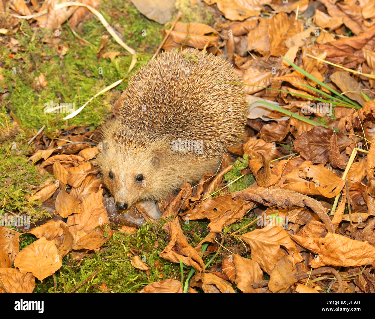 Kleine Igel mit Aculei im Unterholz im Herbst Stockfoto