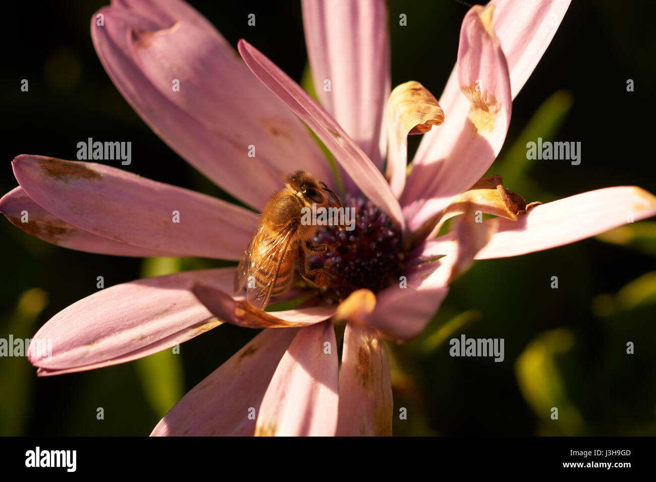Makro-Bild der Biene auf Blüte Stockfoto