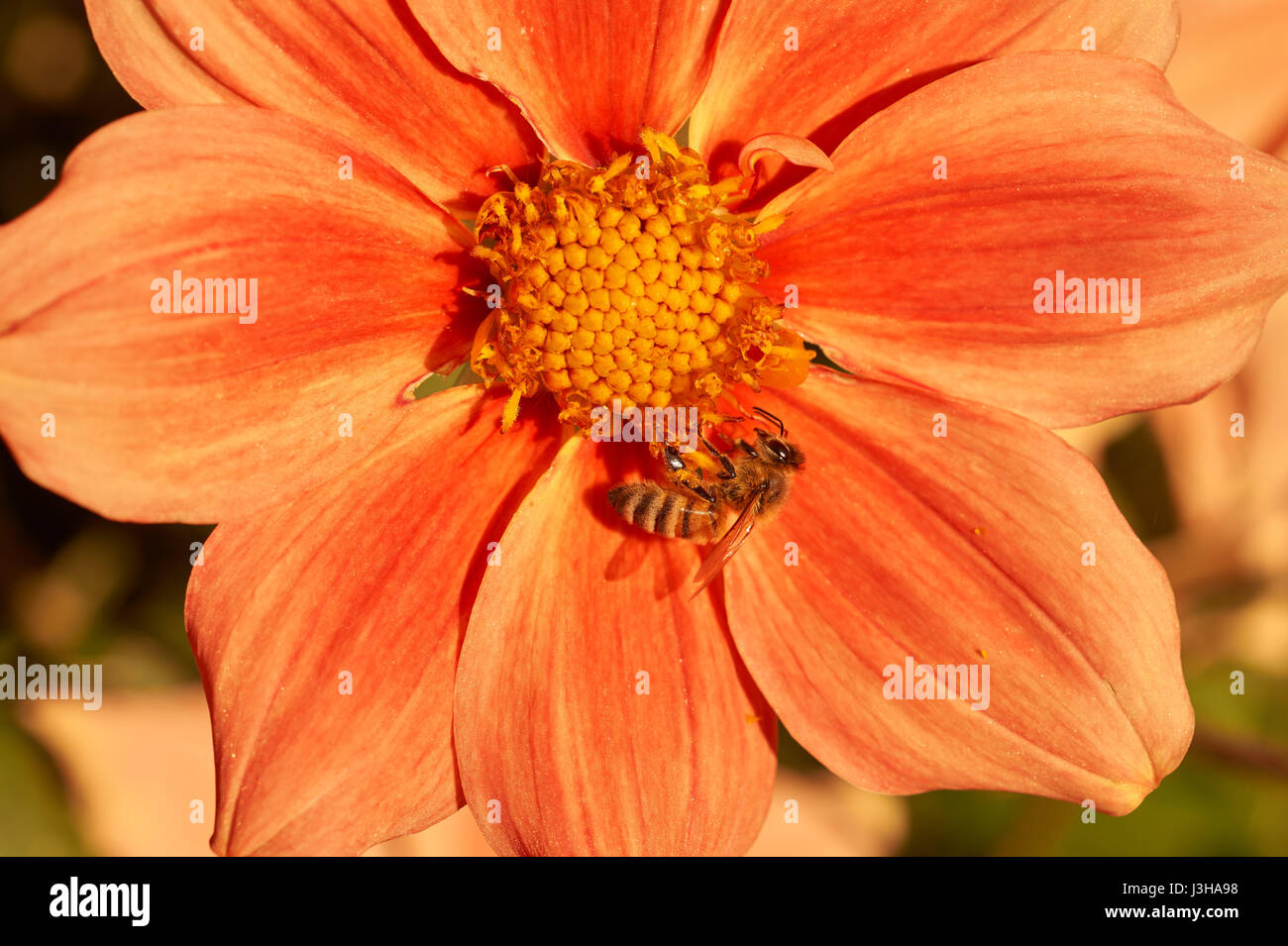 Makro-Bild der Biene auf Blüte Stockfoto