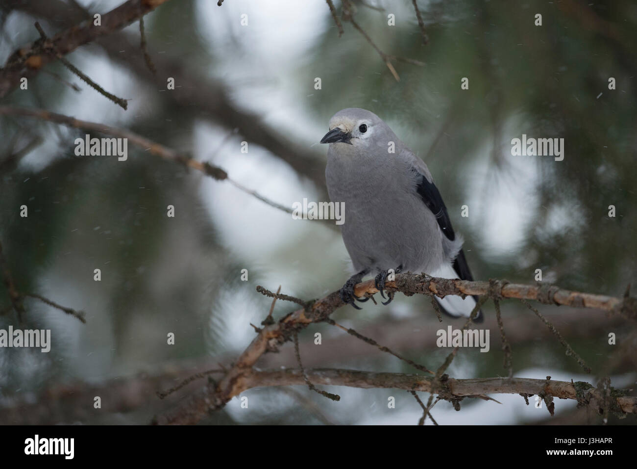 Clarks Tannenhäher (Nucifraga Columbiana) im Winter, thront auf einem Baum, sucht Unterschlupf bei Schneefall, Yellowstone Bereich, Montana, USA. Stockfoto