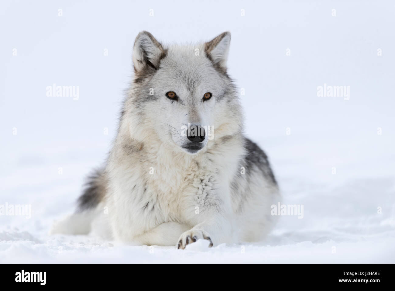Grauer Wolf (Canis Lupus) im Winter liegen, ruhen im Schnee, Bernstein farbigen Augen beobachten aufmerksam, sieht niedlich, Yellowstone Bereich, Montana, USA. Stockfoto