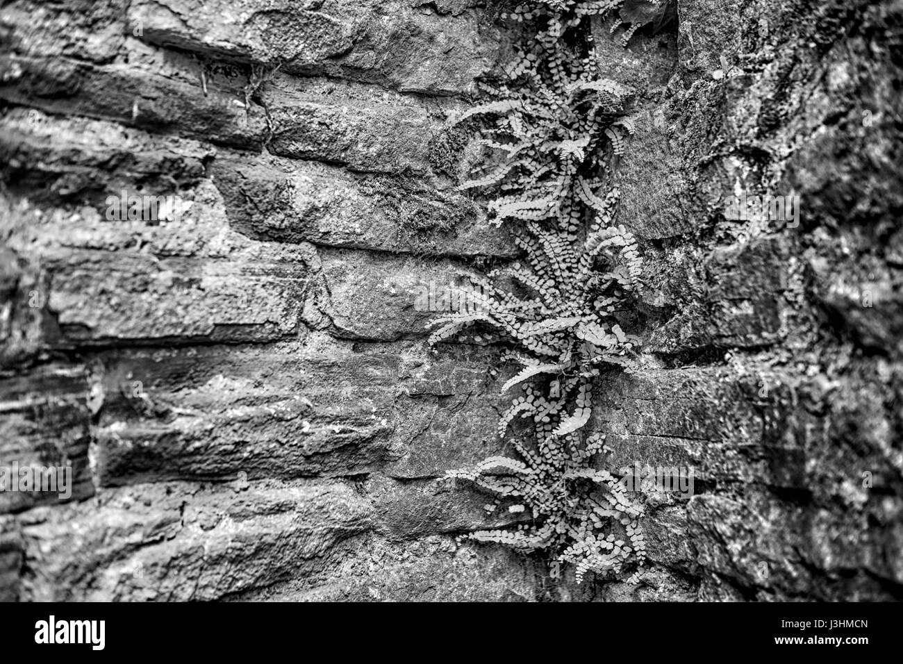 Alte Mauern mit rotem Sandstein aus dem Weserbergland, Krukenburg Castle, Helmarshausen, Bad Karlshafen, Hessen, Deutschland, Europa Stockfoto