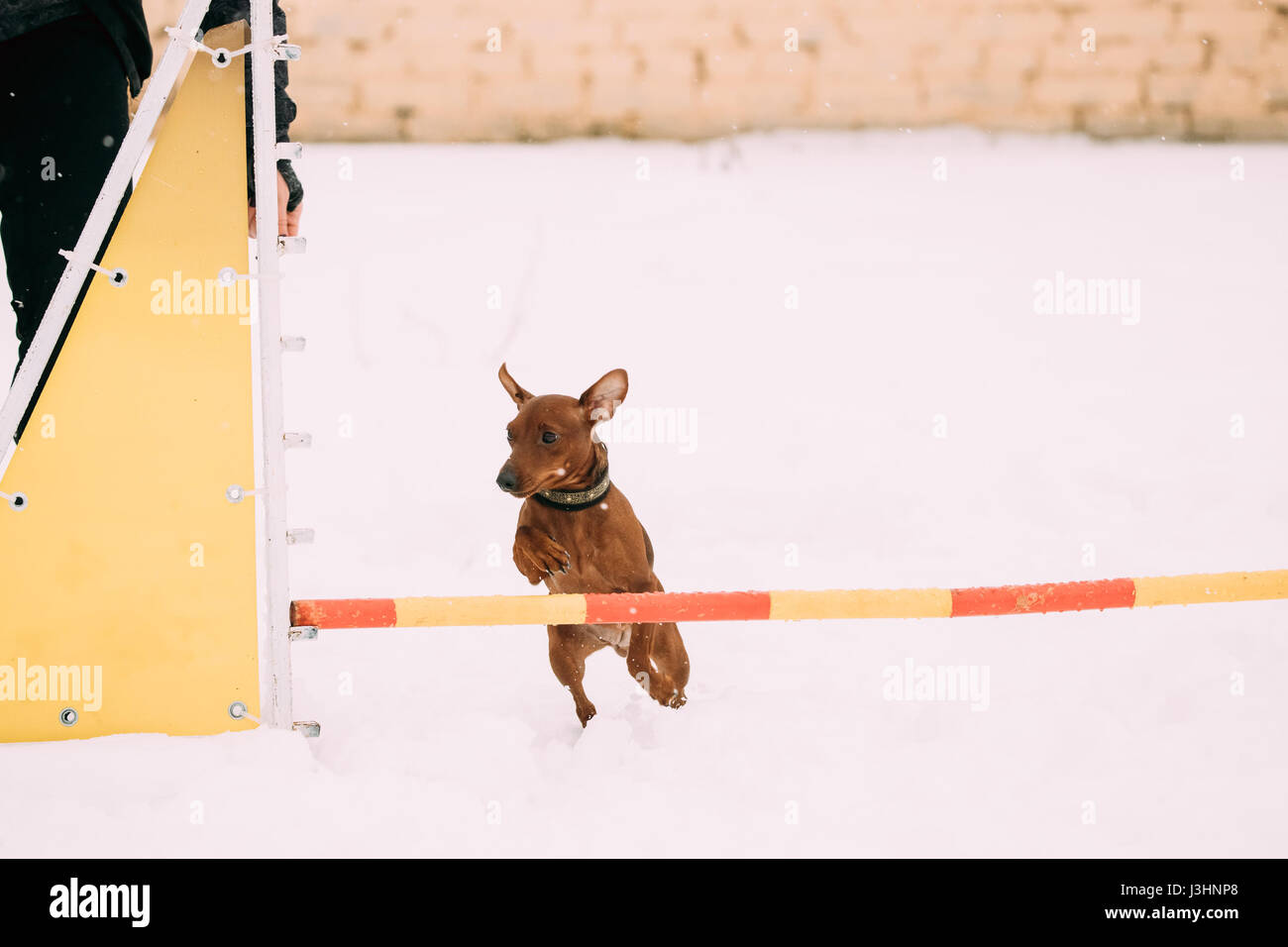 Lustiger Hund rot braun Zwergpinscher Pincher Min Pin Zwergpinscher springen durch Barriere im Schnee während Agility Hundetraining im Winter Saison. Stockfoto