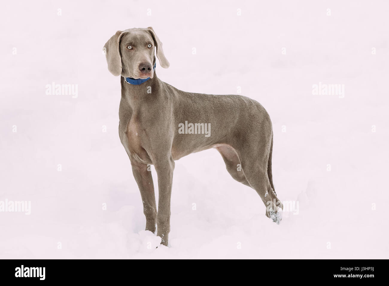 Wunderschöne Weimaraner Hund am Wintertag im Schnee stehen.  Großer Hund Nachzuchten für die Jagd. Die Weimaraner ist ein universell einsetzbares Jagdhund. Stockfoto
