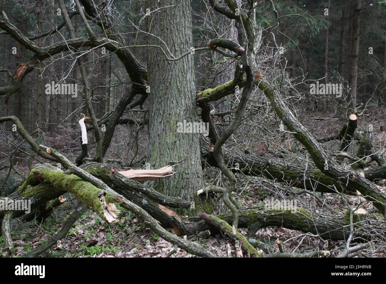 Bäume im Wald Stockfoto