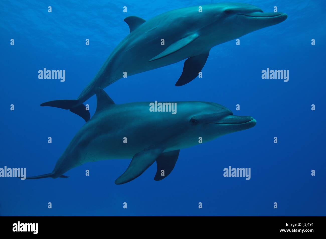 Indopazifischen großen Tümmler, Indopazifischer Großer Tümmler, Tursiops aduncus, Coraya Beach, Marsa Alam, Ägypten, Ägypten, Rotes Meer, Rotes Meer Stockfoto