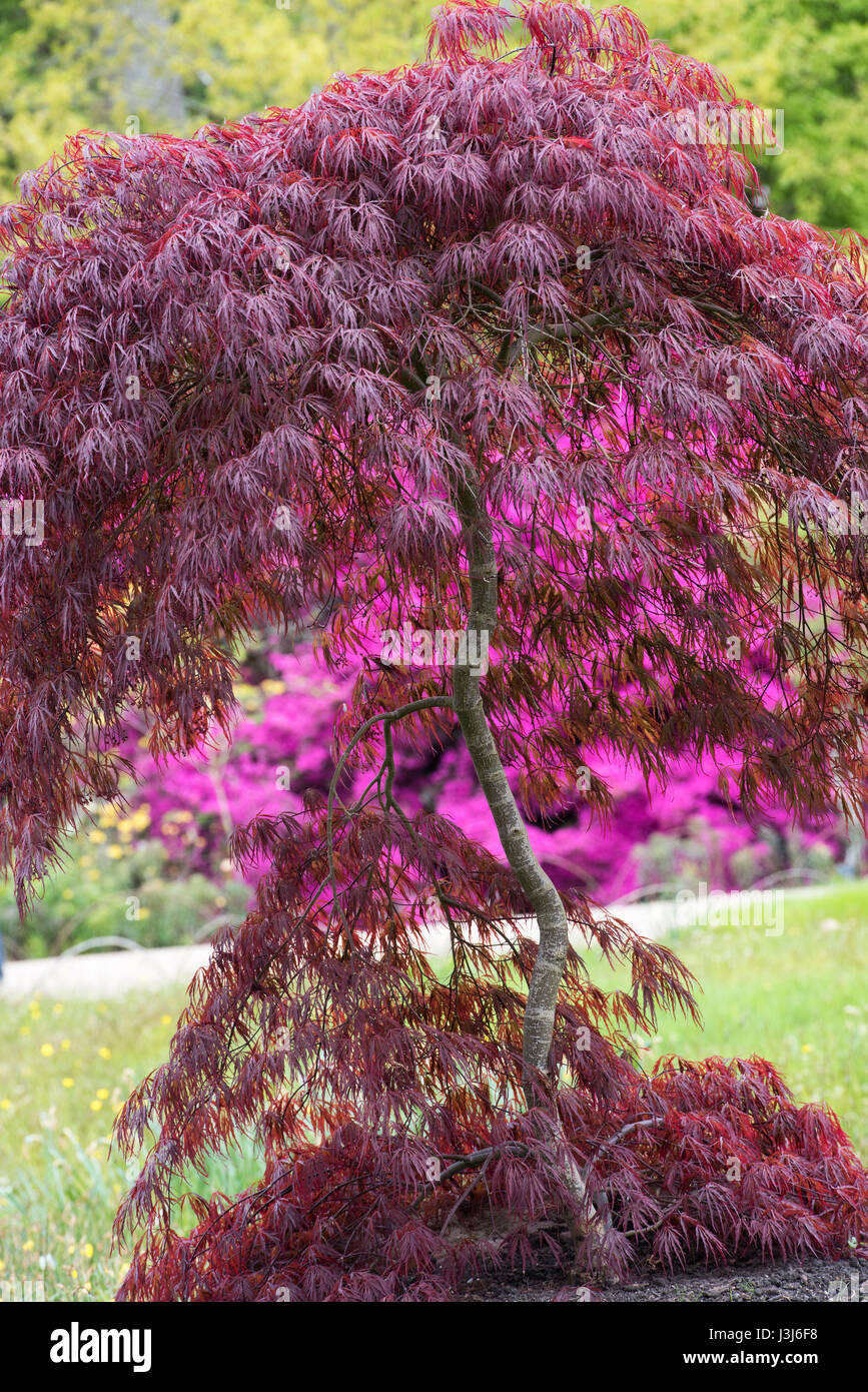 Acer Palmatum 'Crimson Queen'. Japanischer Ahorn tief rötlich-violetten Blätter im Frühling. RHS Wisley Gärten, Surrey, UK Stockfoto