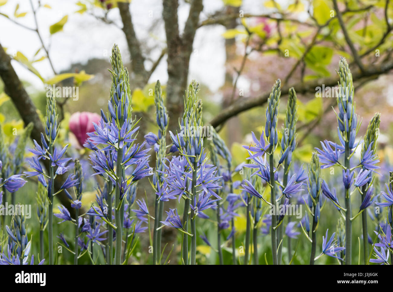 Camassia Leichtlinii. Camas Quamash, Wild Hyazinthe Blumen Blüte unter einem Magnolienbaum im April. UK Stockfoto