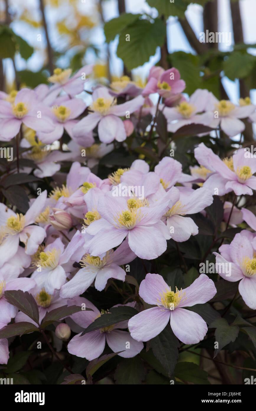 Clematis Montana Var Rubens Elizabeth Clematis Montana Elizabeth Blumen In Einem Garten Uk Stockfotografie Alamy